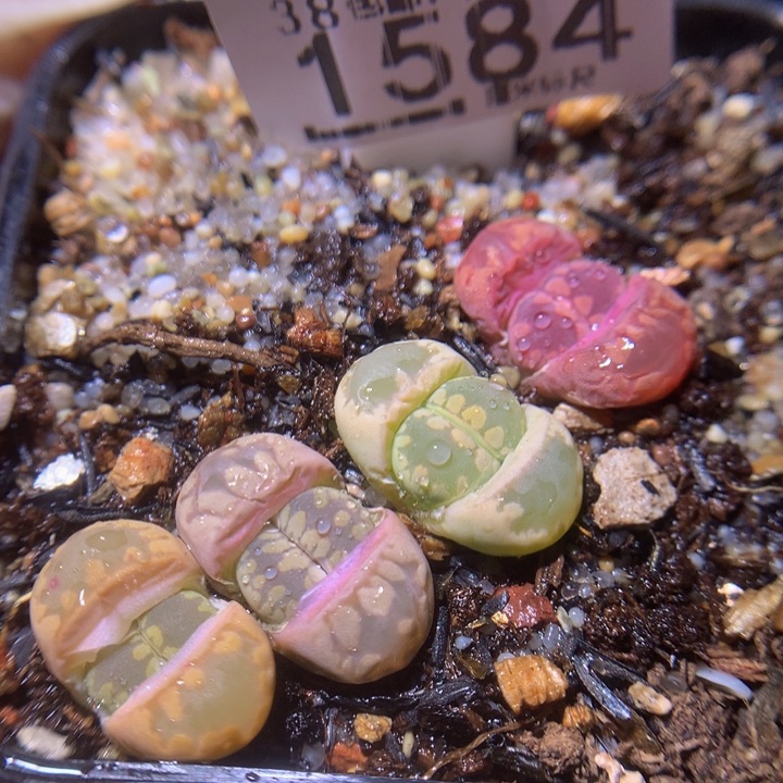 精品sss多肉花1584