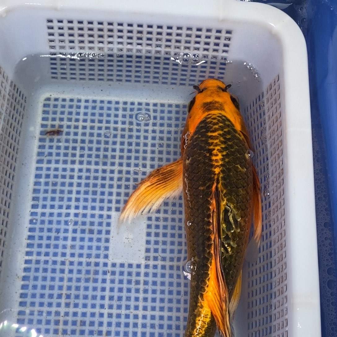 锦鲤冷水锦鲤包邮