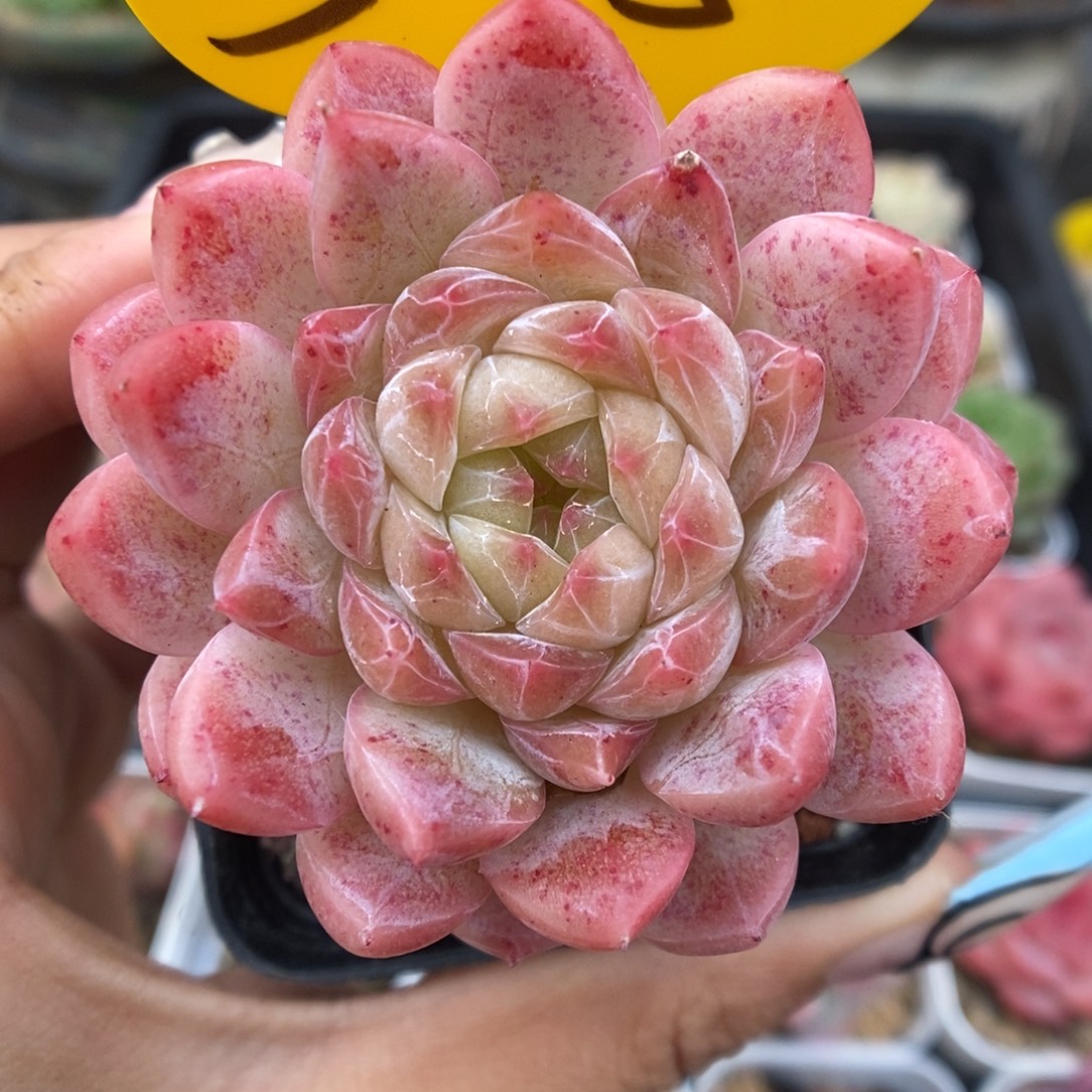 糖心珍妮可拍375号。   