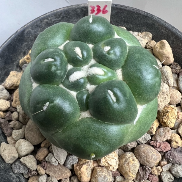 大萝卜根蜘蛛眼无刺象牙丸仙人球多肉植物适合室内盆栽