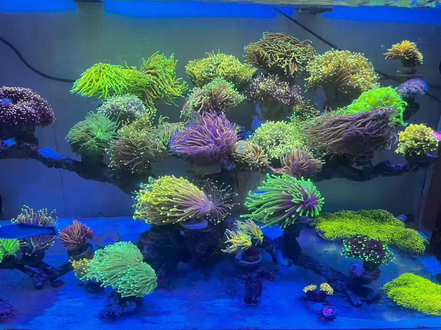 海缸珊瑚竟拍 一物一拍