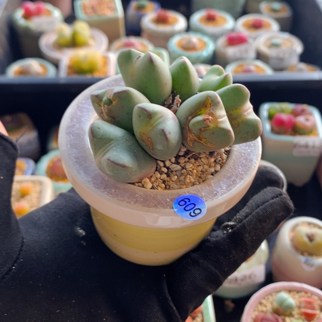 6444--一物一拍 带盆