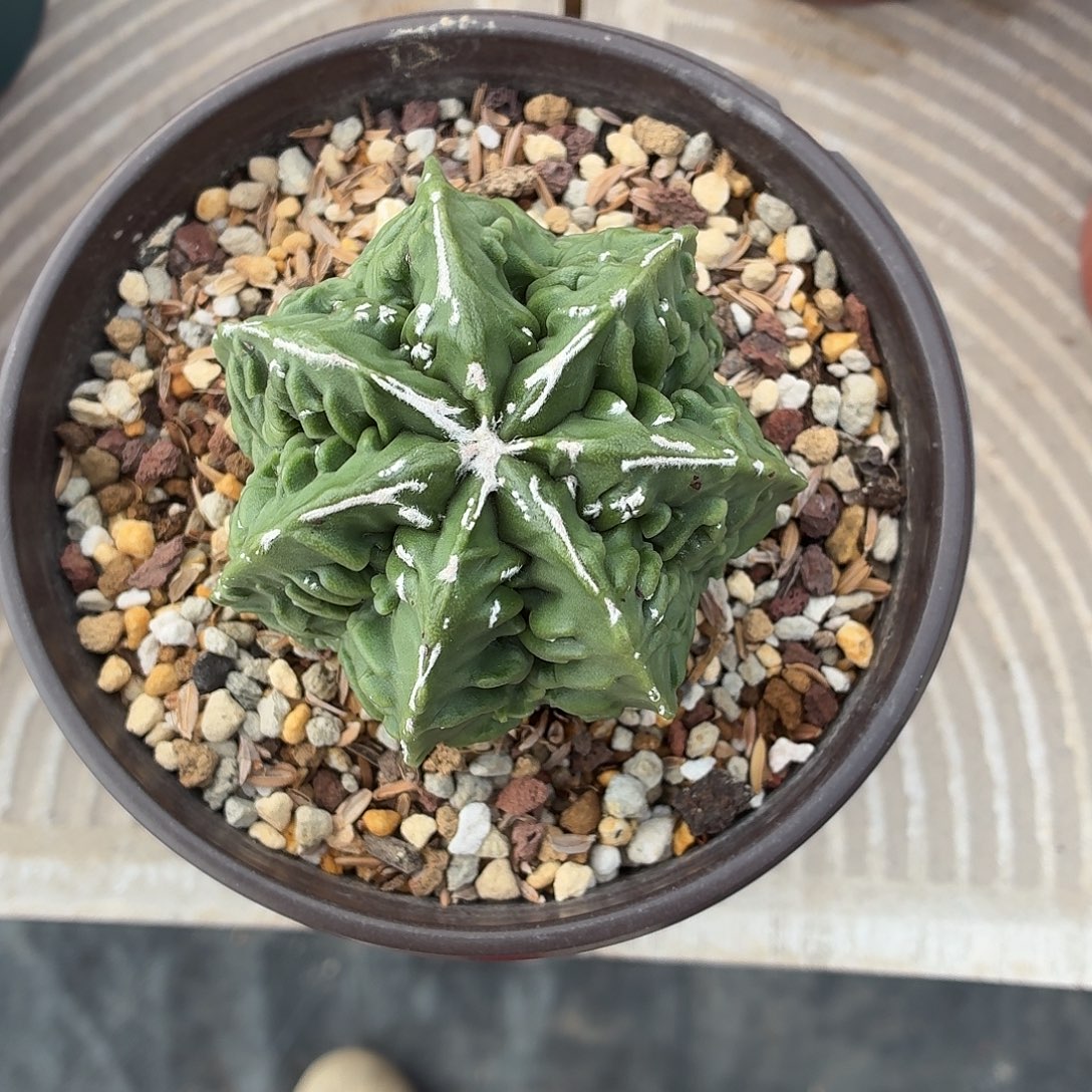 菩***师无花朵核桃鸾！！！！