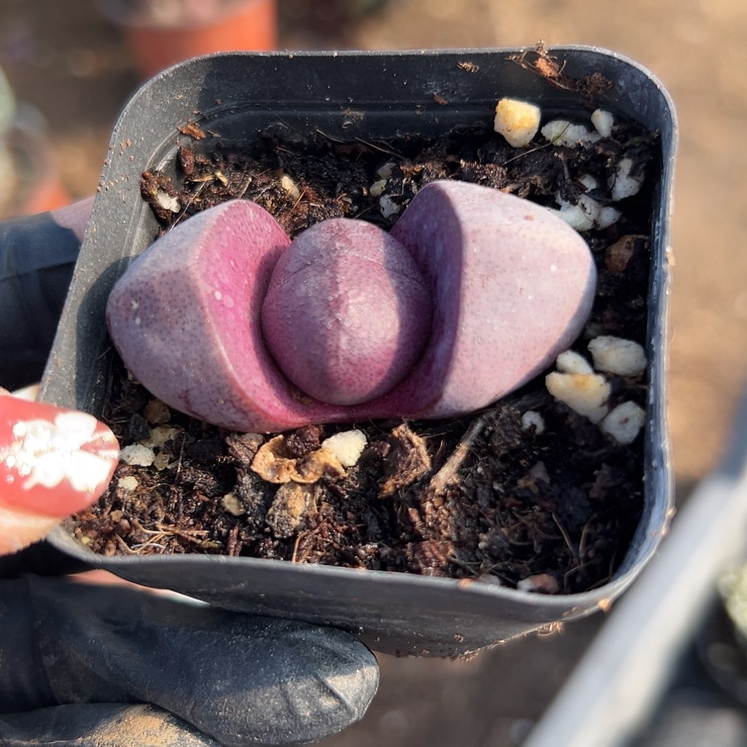 多肉植物紫帝玉单头