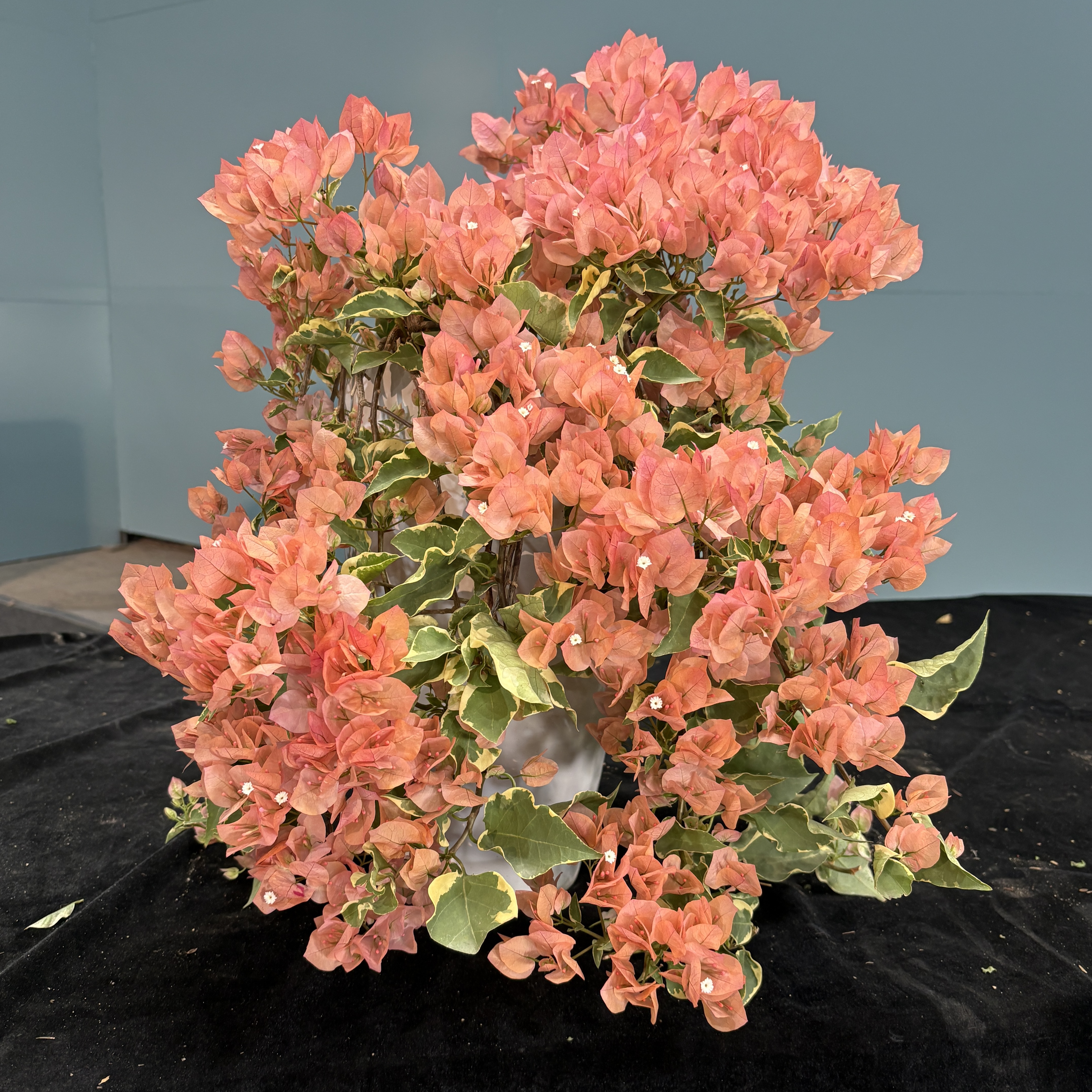 【艺景园海波专用】金边马斯瀑布三角梅造型 盆景 老桩勤花好养侧飘