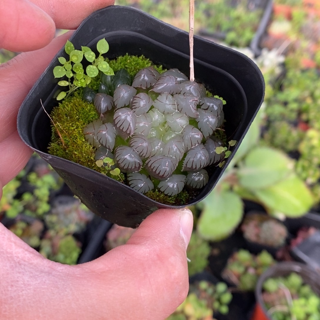 16 满十元包邮非偏远