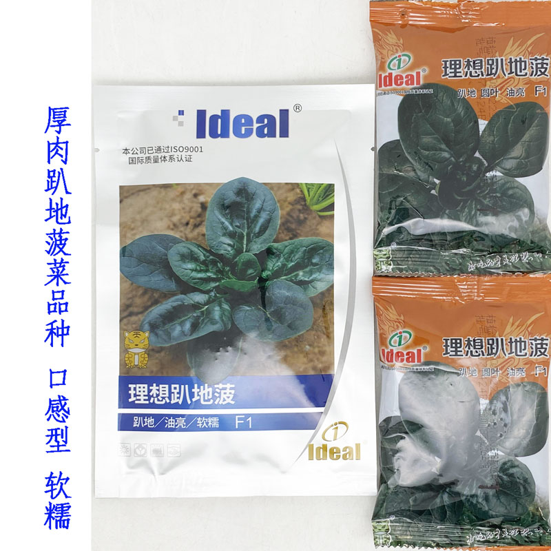 理想趴地菠菜种籽高产耐寒耐抽苔黑圆叶红根小颗型趴地菠菜籽