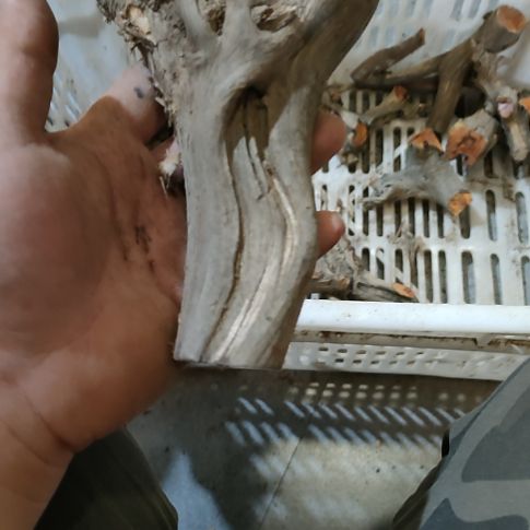 印***鸠核桃木/黑胡桃（胡桃木）