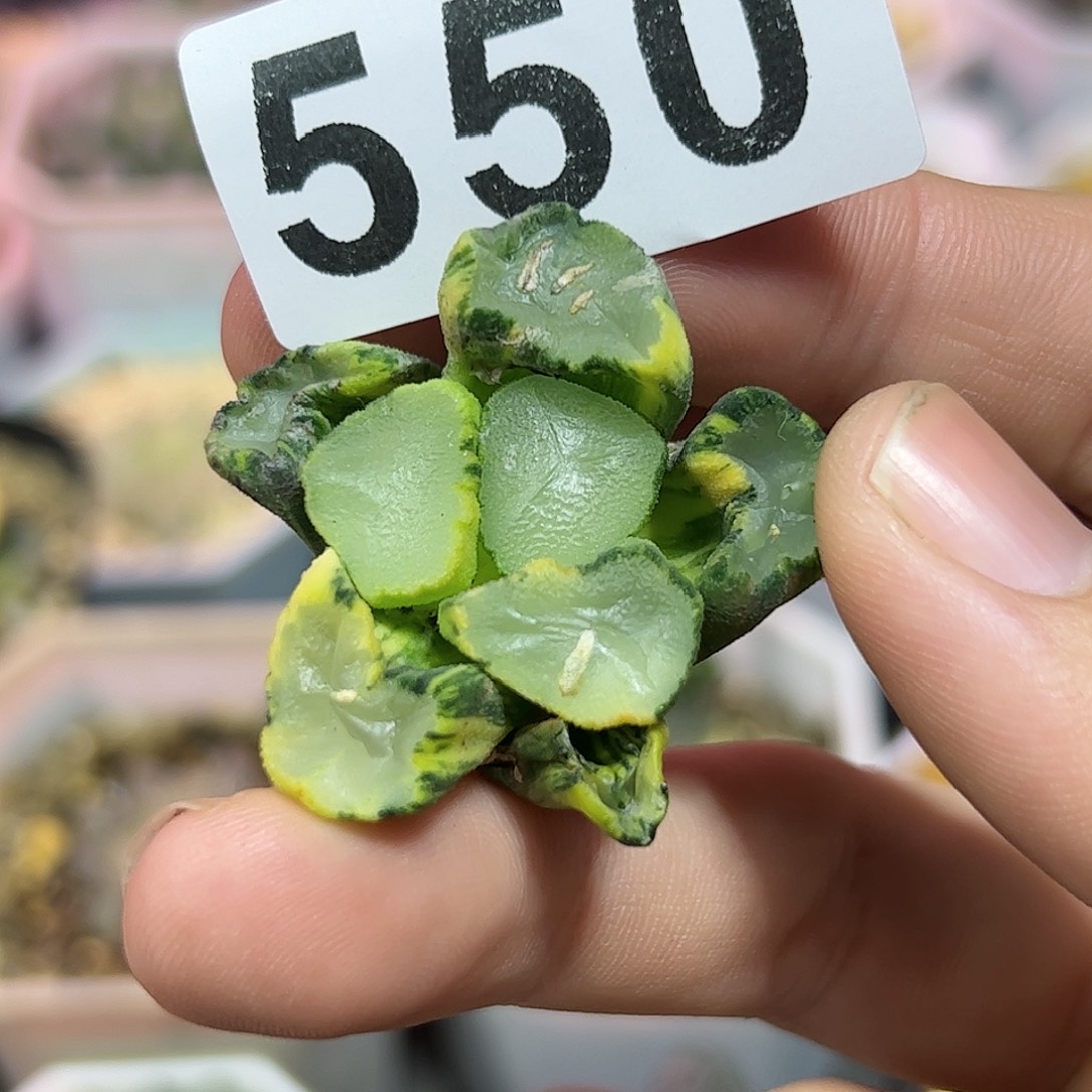 紫镜锦十二卷多肉植物满