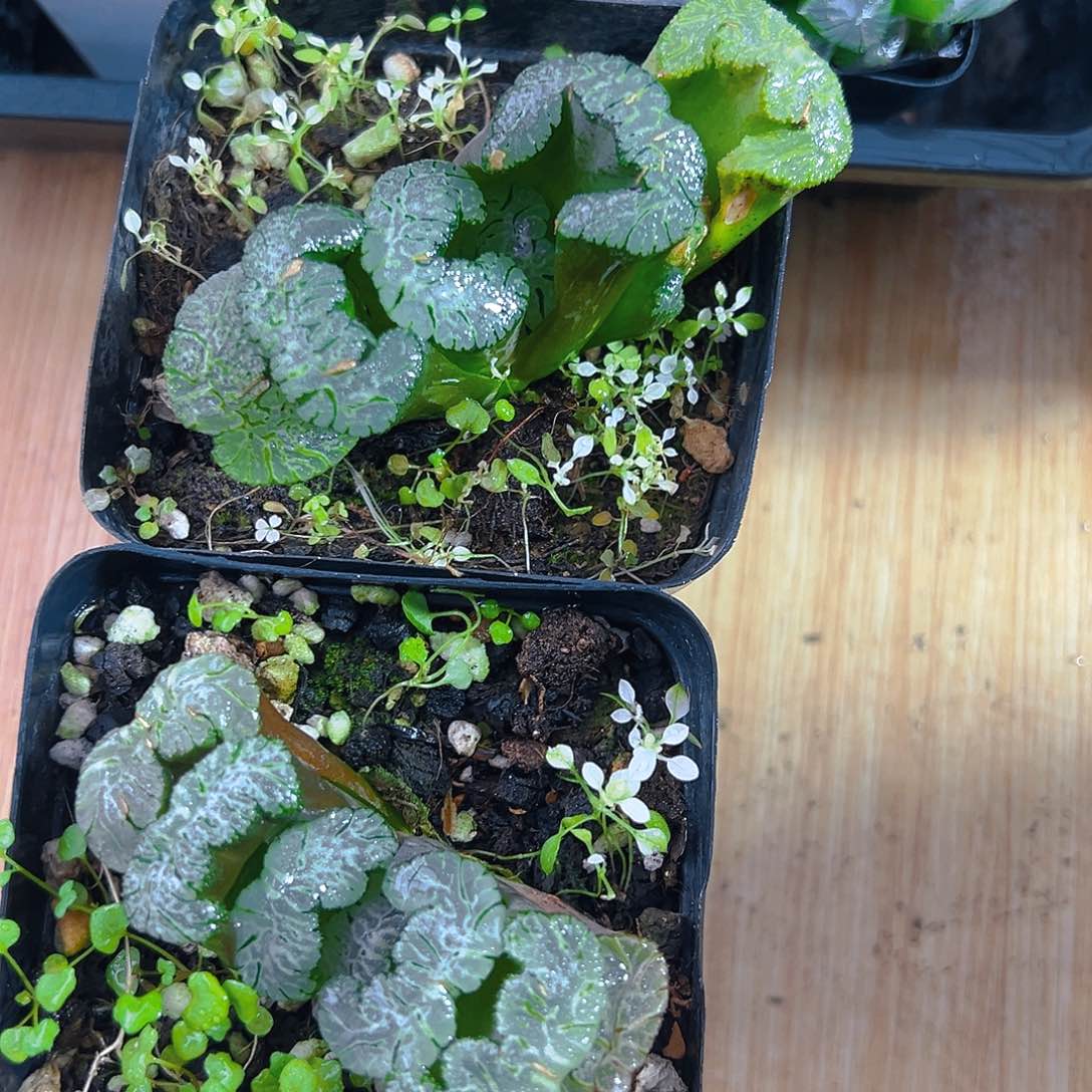 黑武泰玉扇多肉多肉一颗