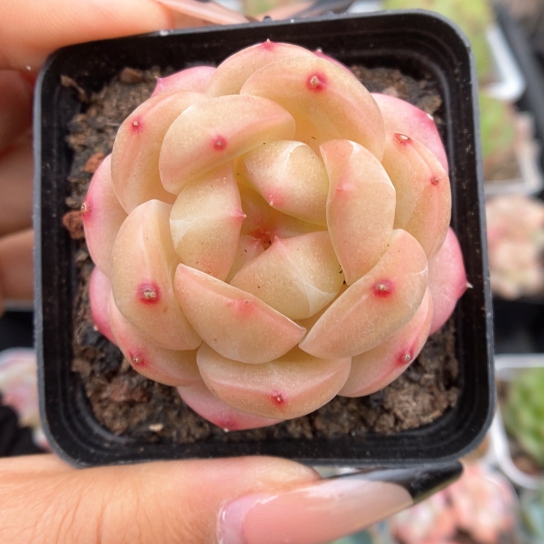 熊猫珍妮可拍933号