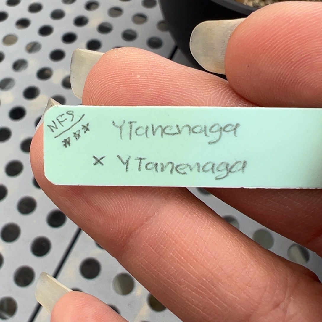 无花朵巴索YT海鲜