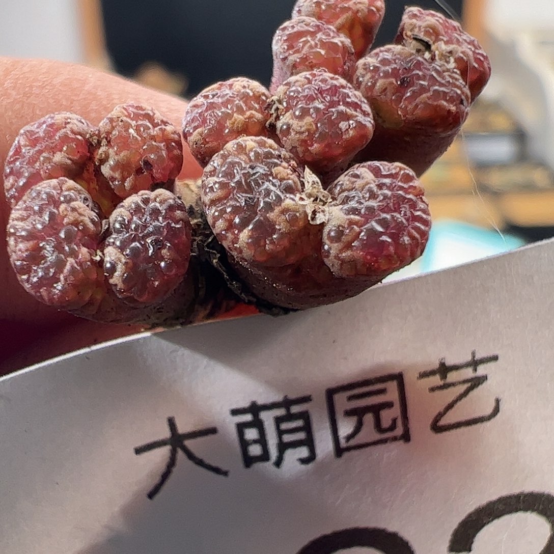 一物一拍泡泡勋章杂交922