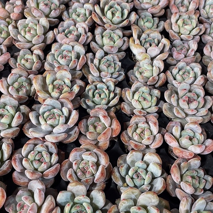 单头小橙子1元带土发货