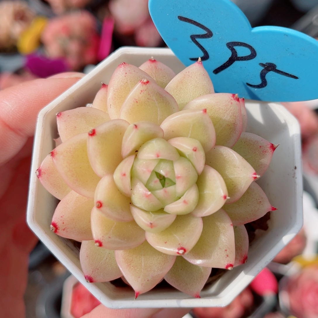 395号珍妮麦秆单头