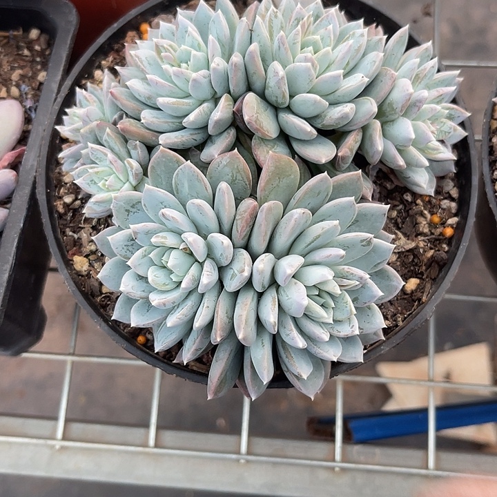 奥***约两单包邮，一物一拍67