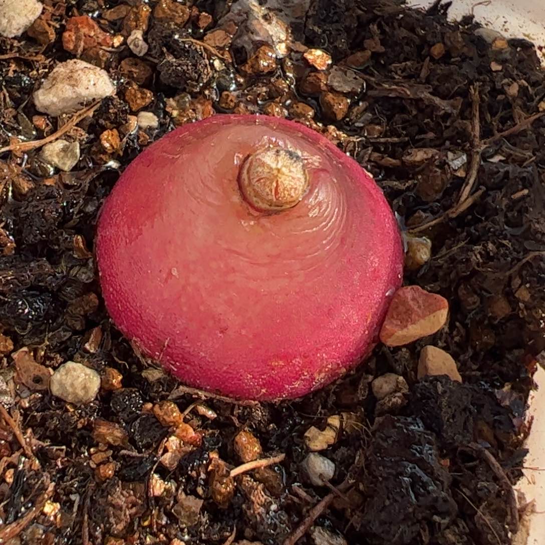 863多肉植物百科