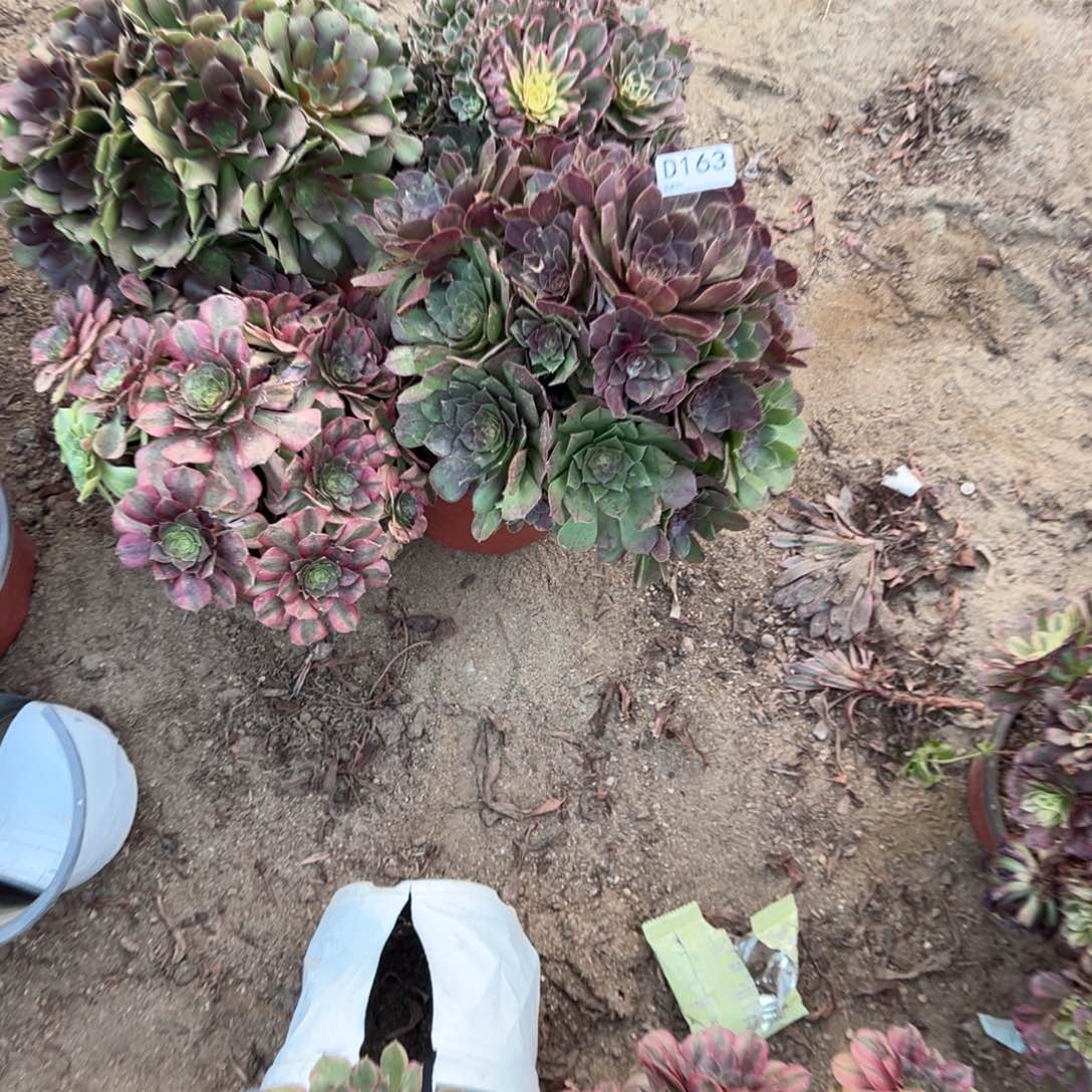 米***163四颗组合多肉植物法师