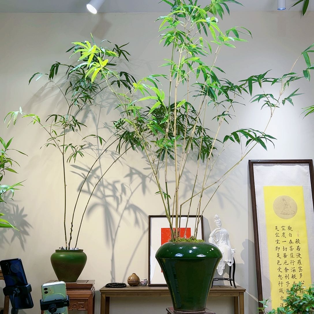 飞*老桩精品竹盆景