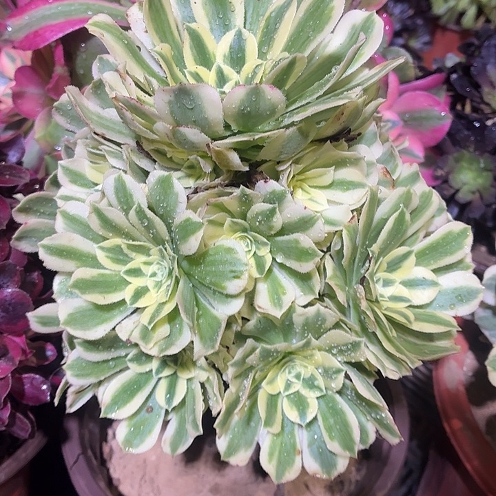 迈巴赫一颗脱土11.8