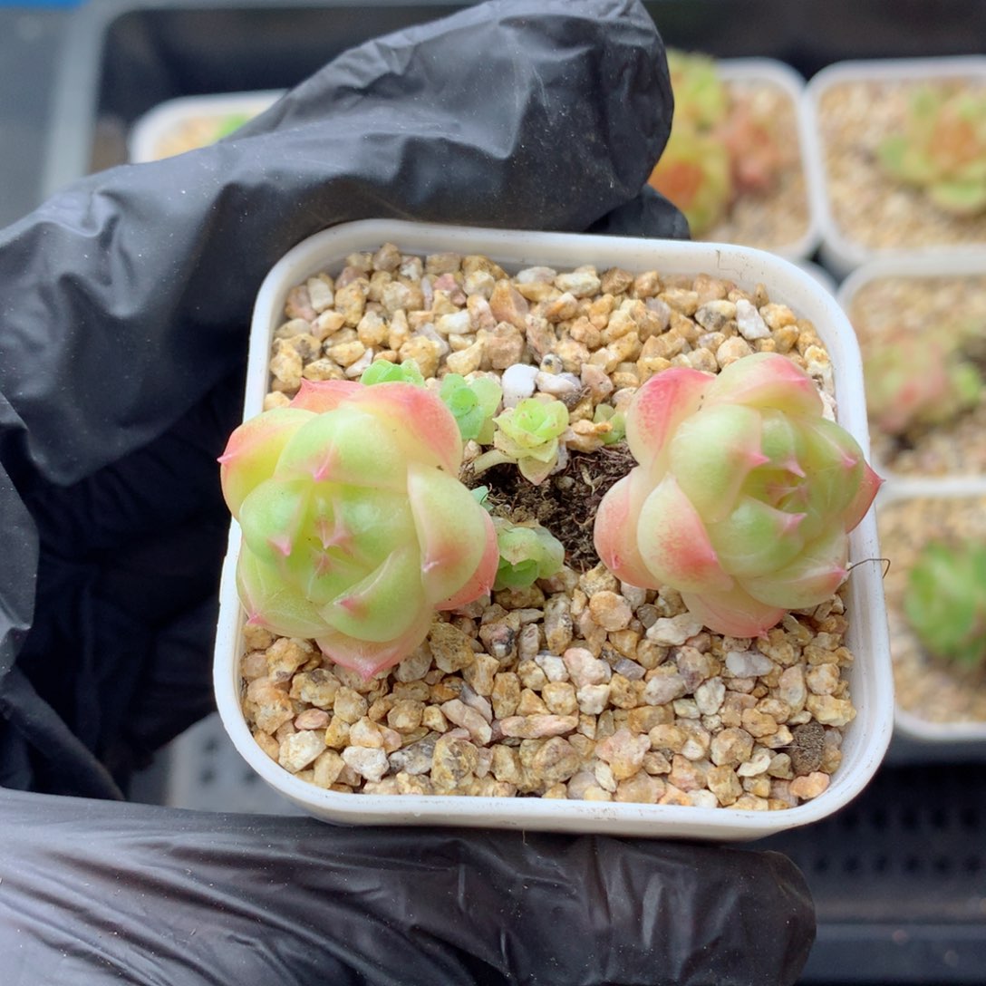 58包邮  群生不包整麦秆14