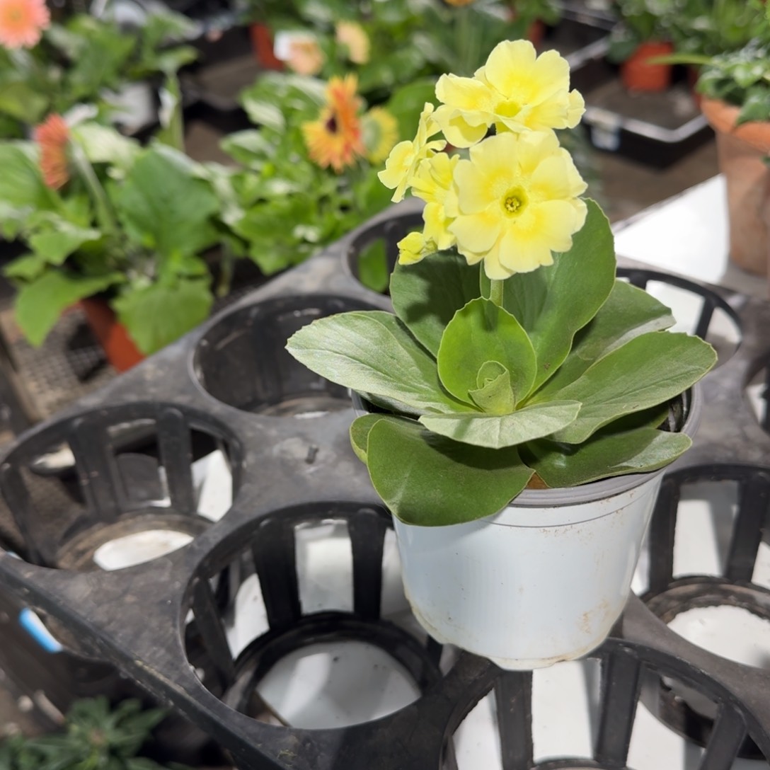 耳叶报春104， ， ，