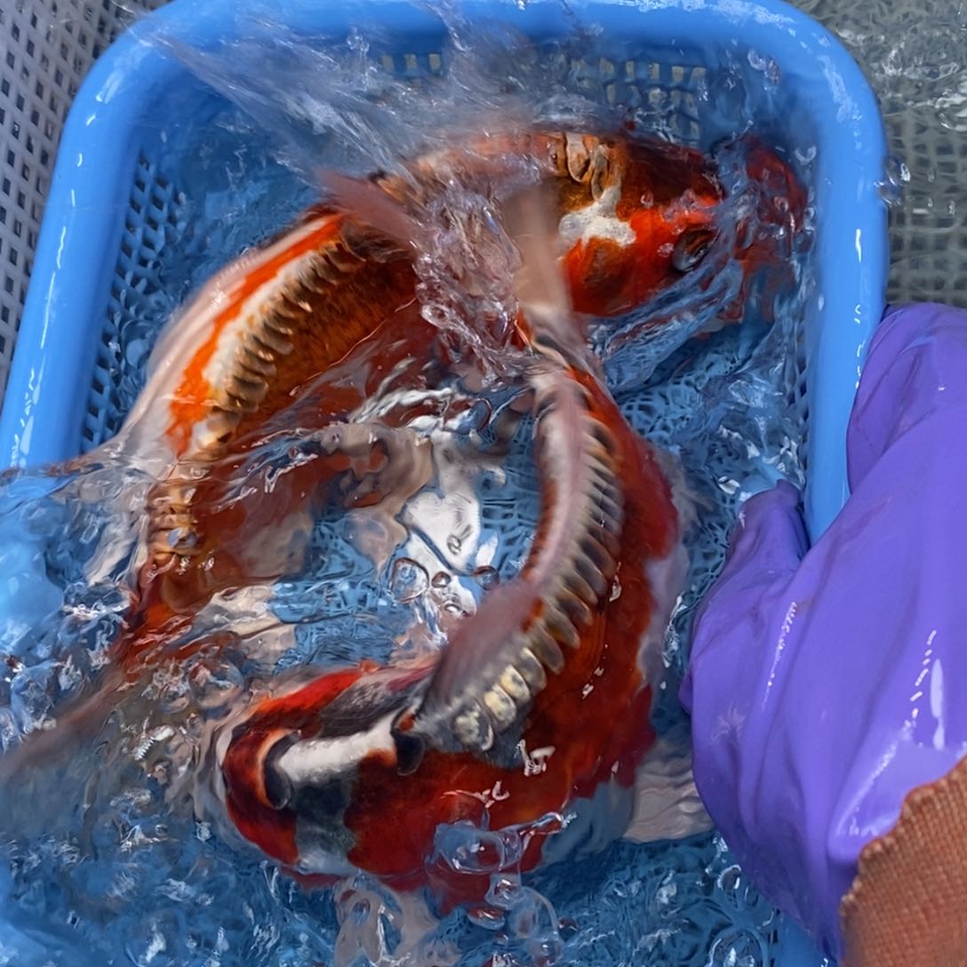 锦鲤冷水锦鲤包邮