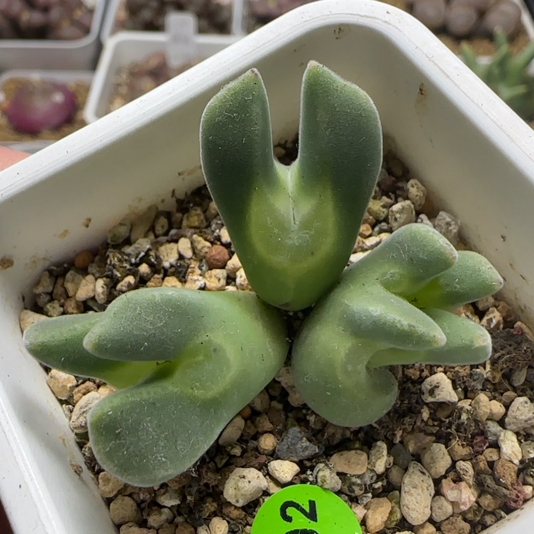 大眼睛空蝉群生缀化402