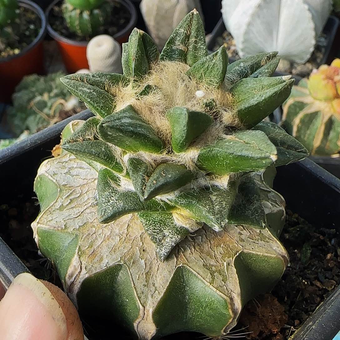 龙角536仙人球开花