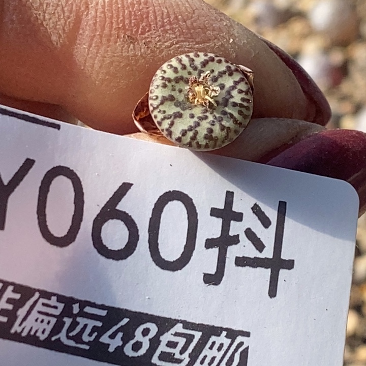 060-ckf肉锥一物一拍