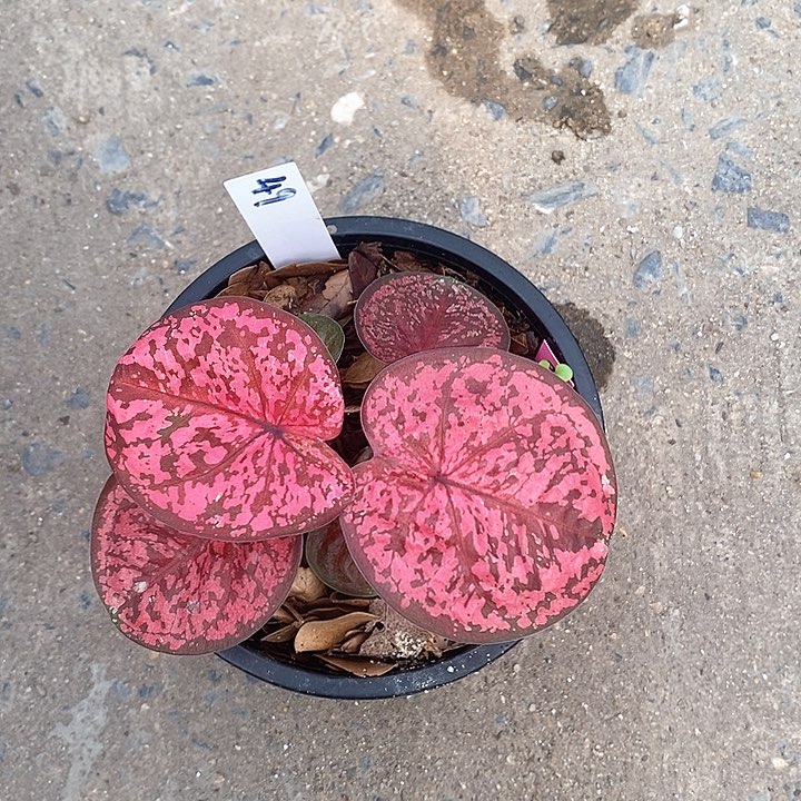 泰国彩叶 49-0203