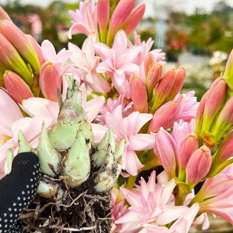 【带母球连体球】晚香玉种球重瓣大花浓香型球根芽庭院阳台盆栽花卉