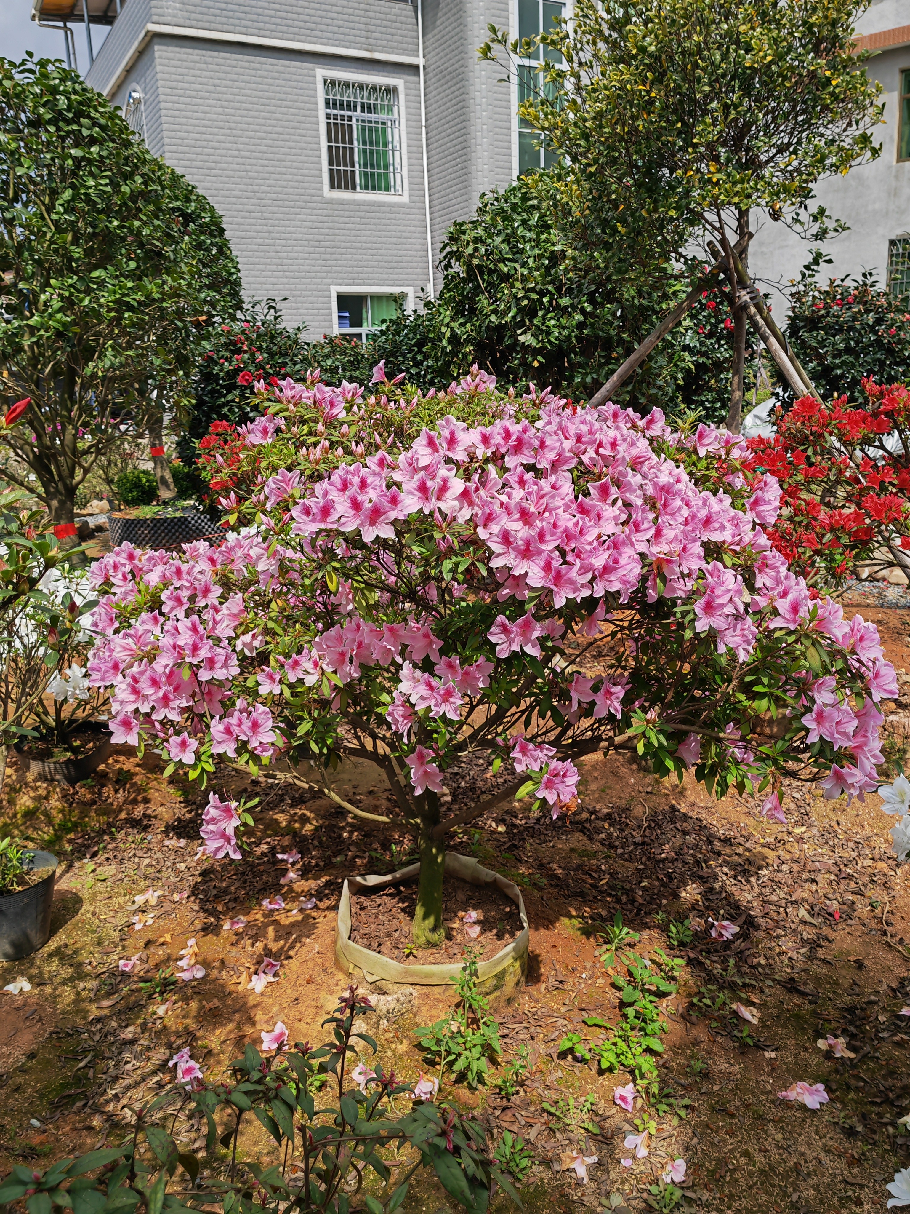 （玉蝴蝶）平户杜鹃花带香味粉色单瓣大花盆栽地栽绿化花园造景植物