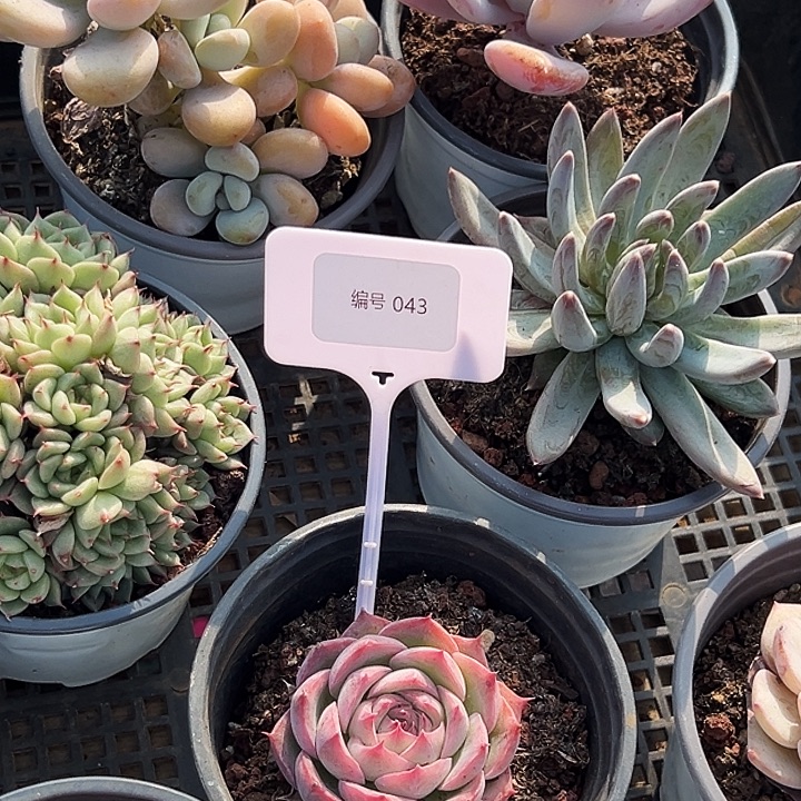 框拍        043号