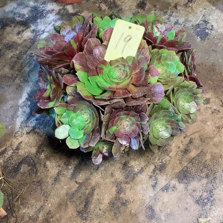 19花月夜多肉一物一拍～