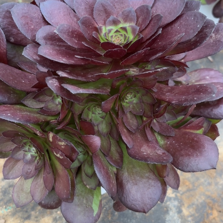 黑美人多肉断枝不包40