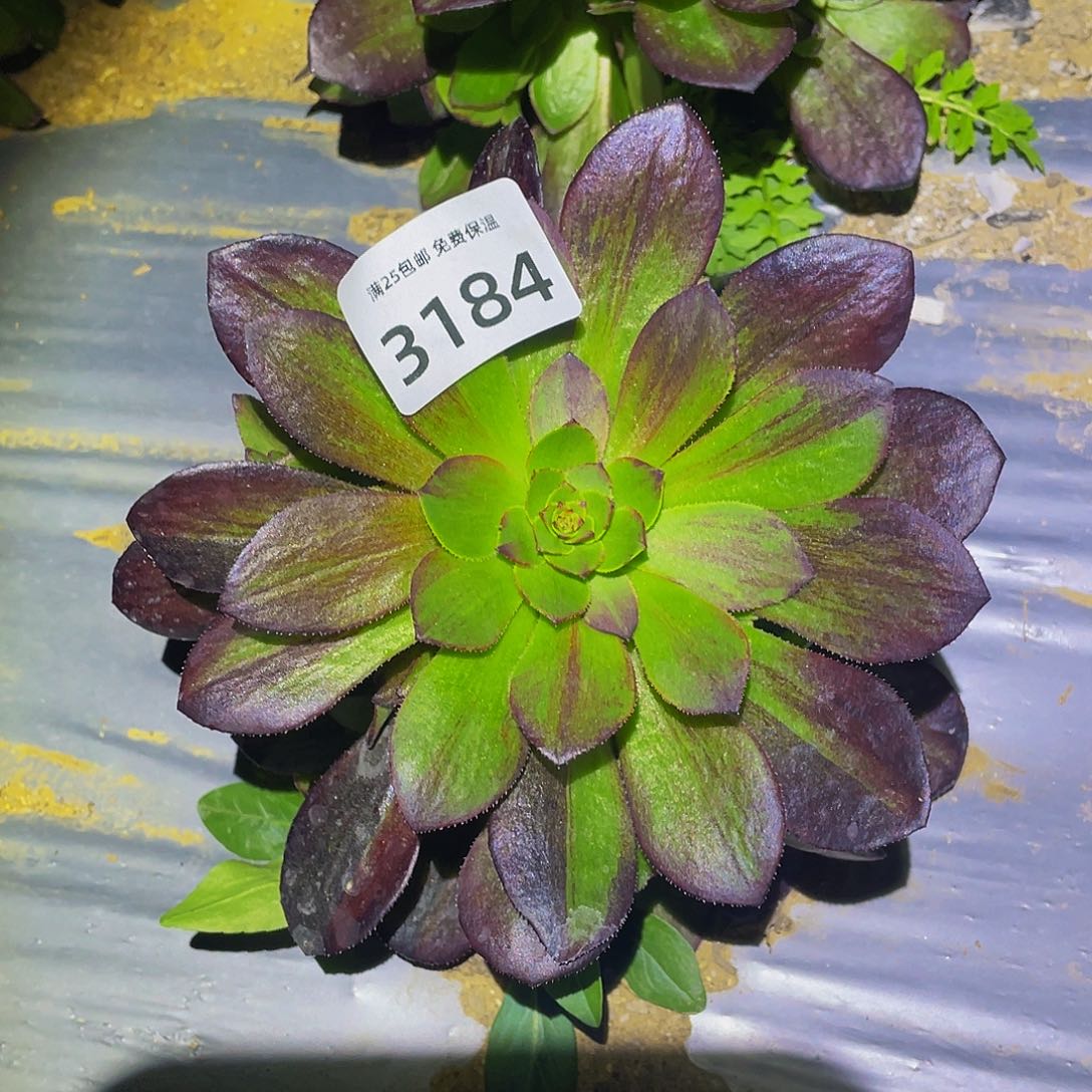 3184花月夜多肉植物