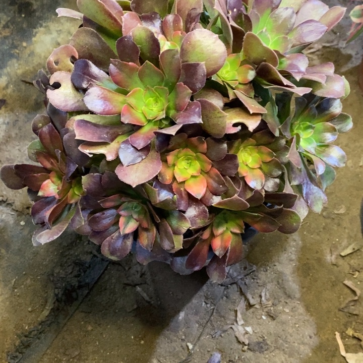 雅典娜多肉断头不包2184