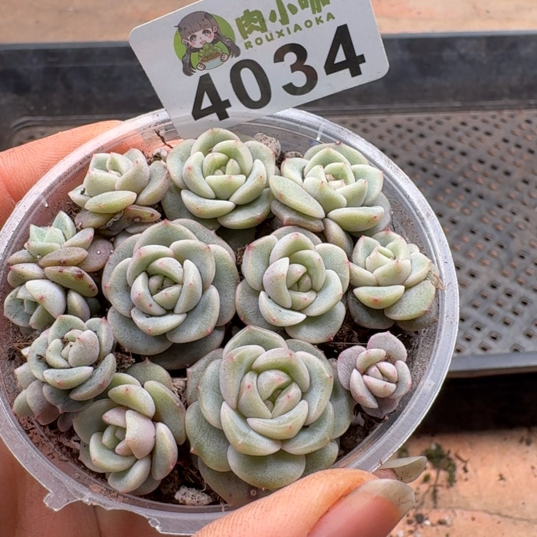 泡***x多肉植物多肉植物