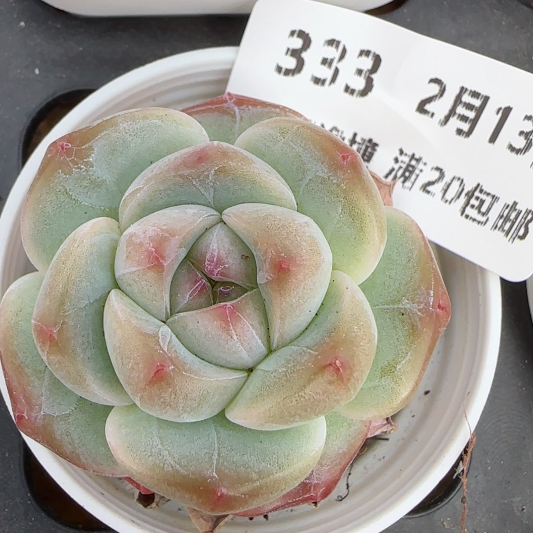 花语逸境0213-333