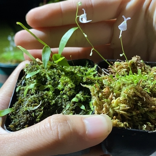 完全开放长叶狸藻 小白兔狸藻