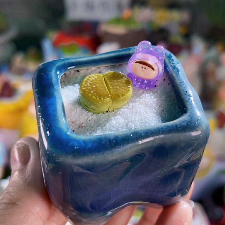 013绿菊连盆带土包邮