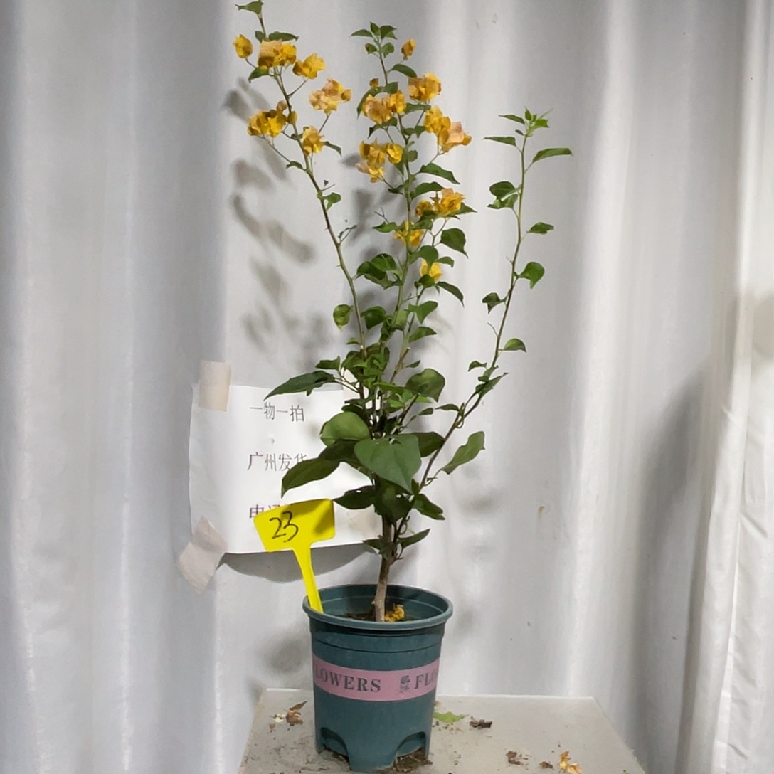 当前无花栽培后可以开花23加州黄金扦插细杆子