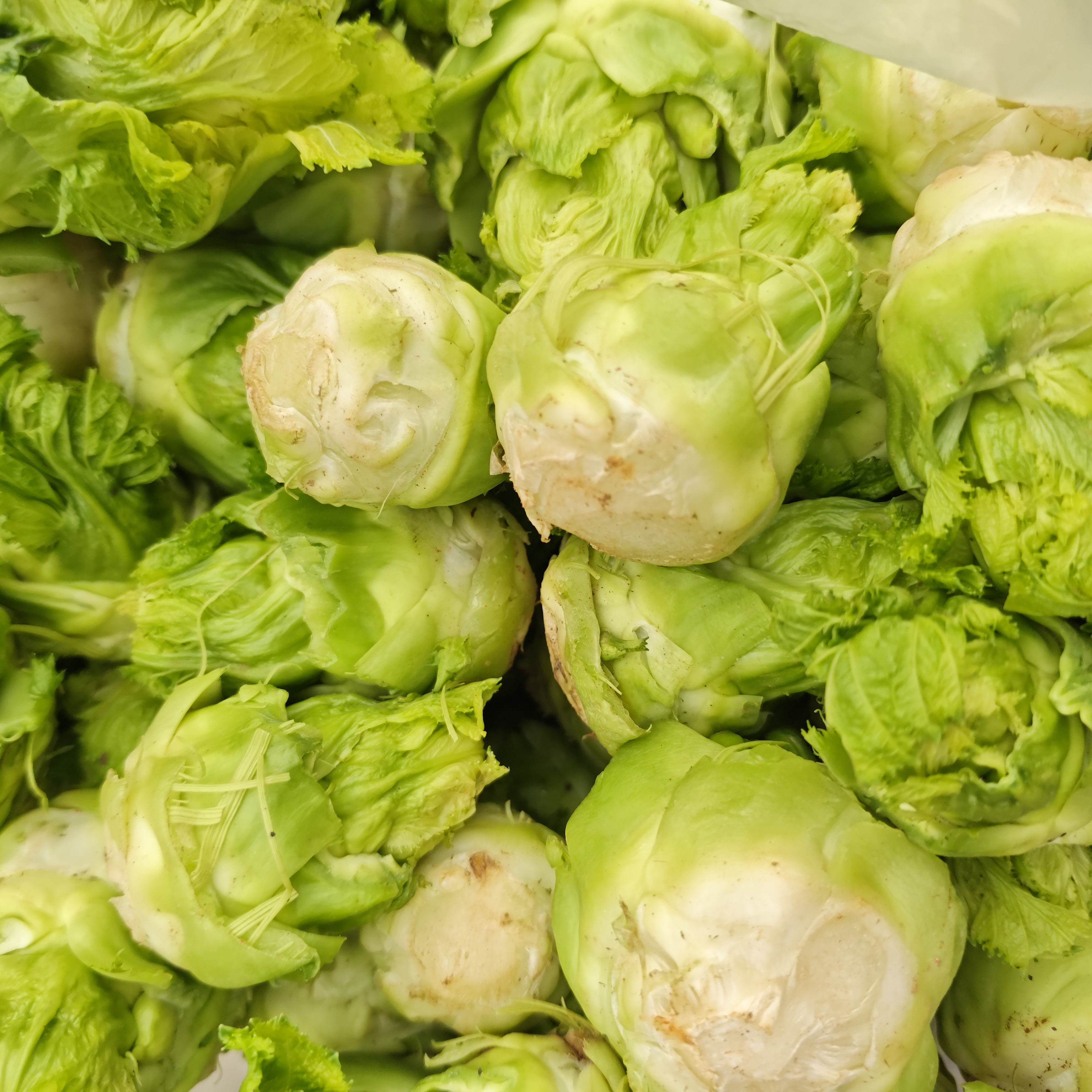 【韵达圆通】大头菜