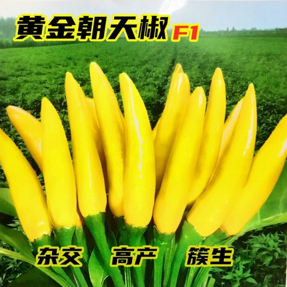 【全店拼满5包包邮】 黄金辣椒种子包装袋13x19厘米每包约200粒左右
