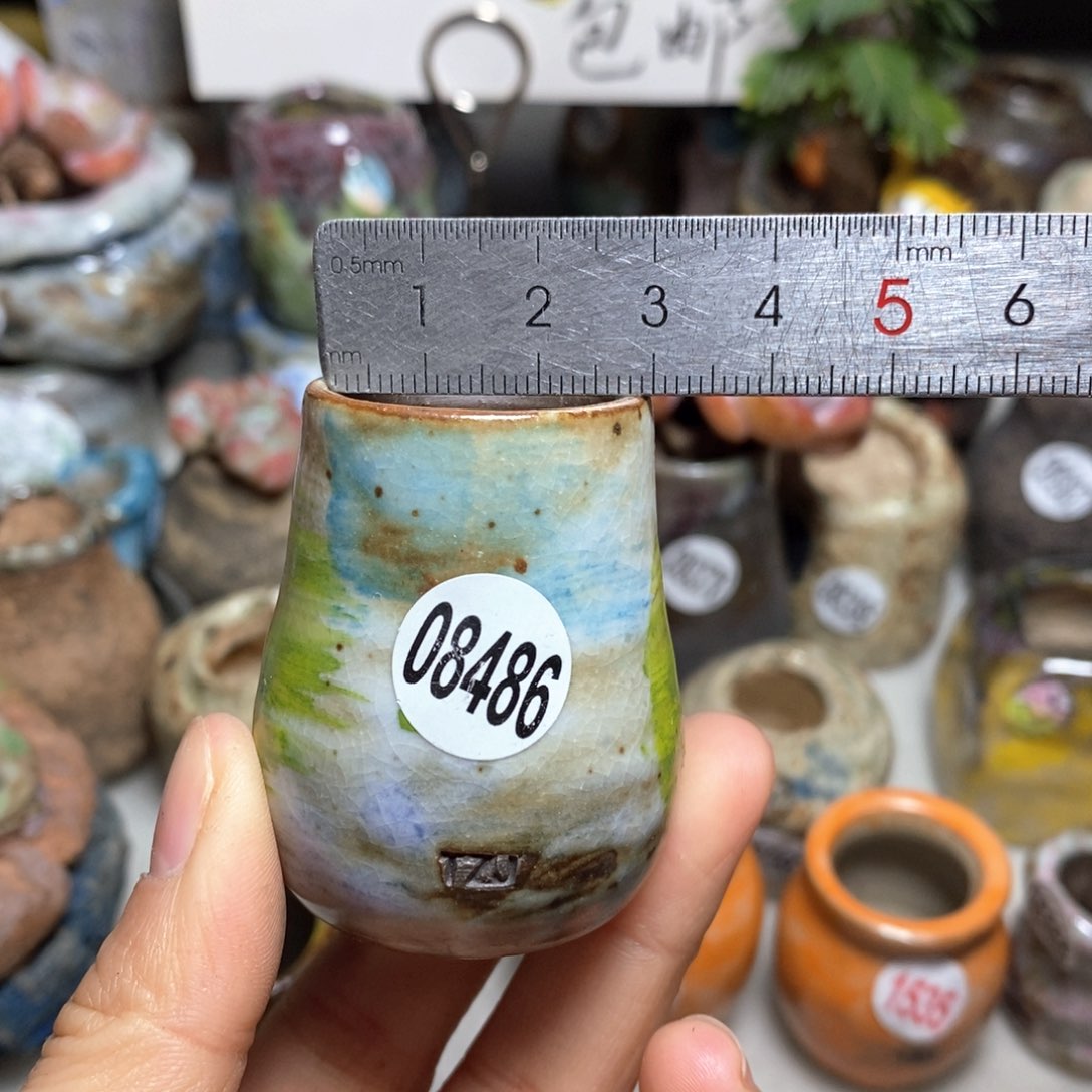 花盆拍5送一个小礼物