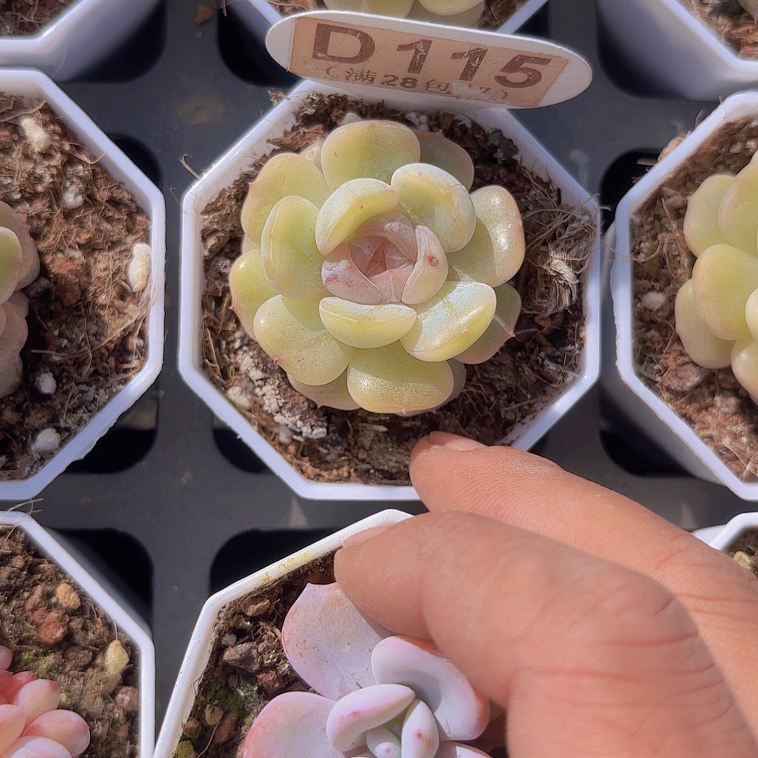 D115彩恋一物一拍