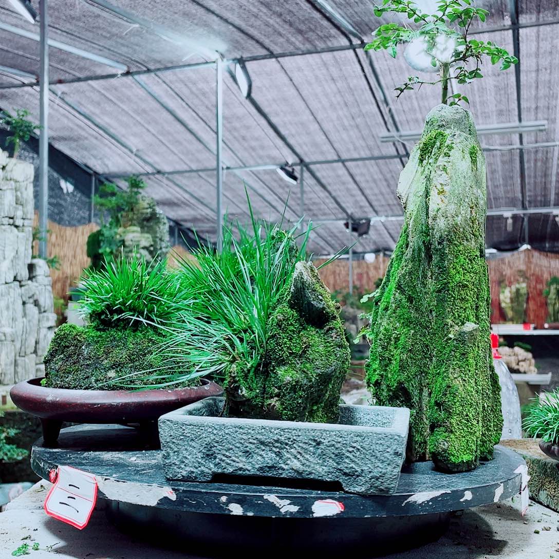 野***奇当前无花栽培后可以开花