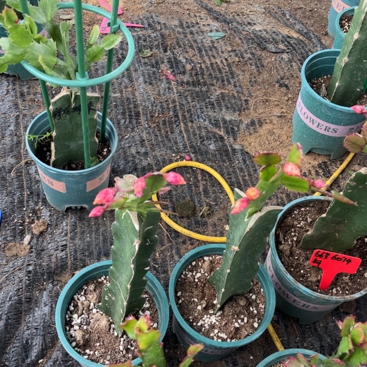 碧***天67号037双层芒果黄色从瓣