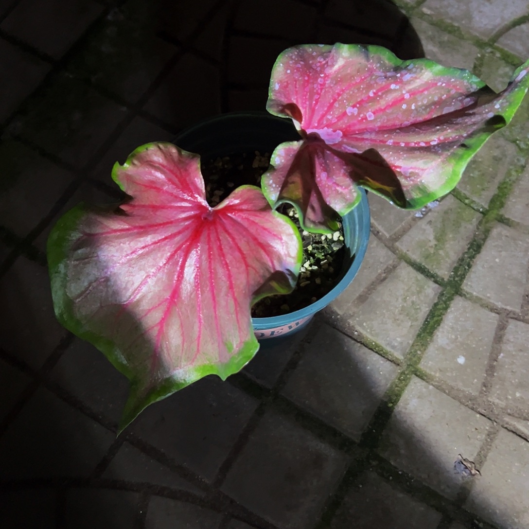 苍***夫完全开放8206泰彩